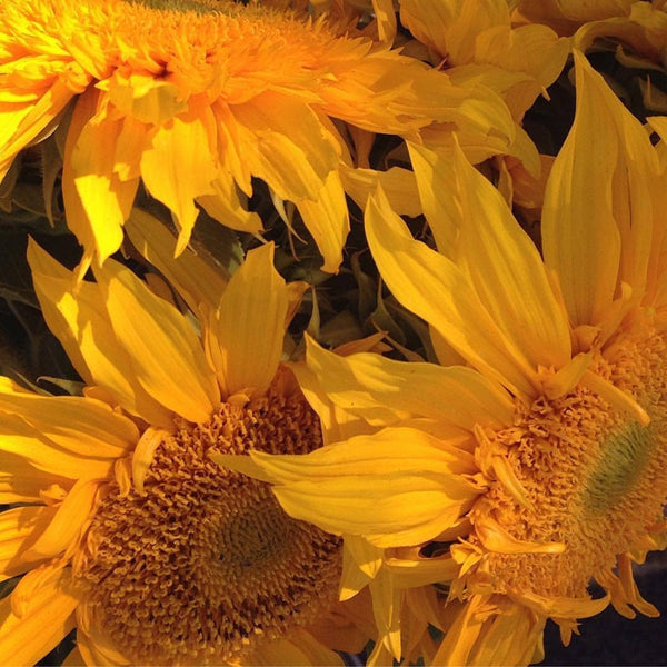 Scatter Garden | Van Gogh Sunflowers | Best Seller: Van Gogh Sunflower - Lulu Bella Boutique