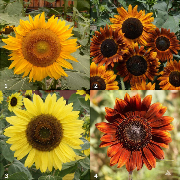 Scatter Garden | Van Gogh Sunflowers | Best Seller: Van Gogh Sunflower - Lulu Bella Boutique