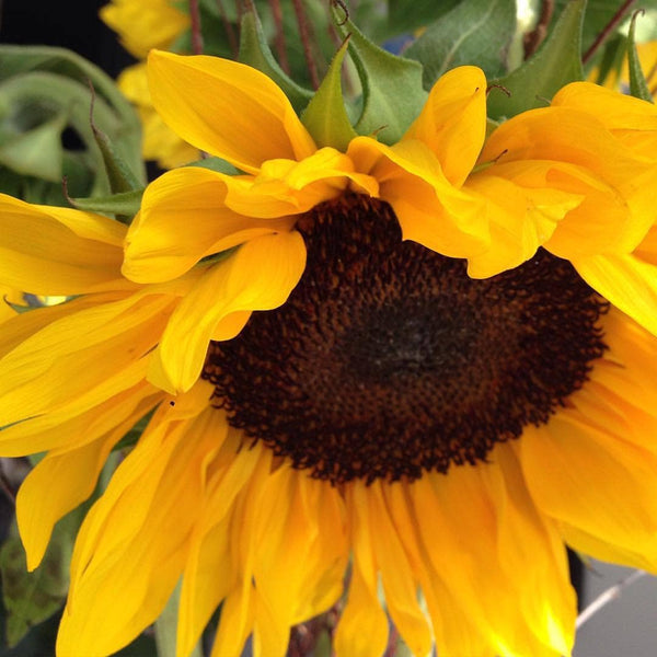 Scatter Garden | Van Gogh Sunflowers | Best Seller: Van Gogh Sunflower - Lulu Bella Boutique