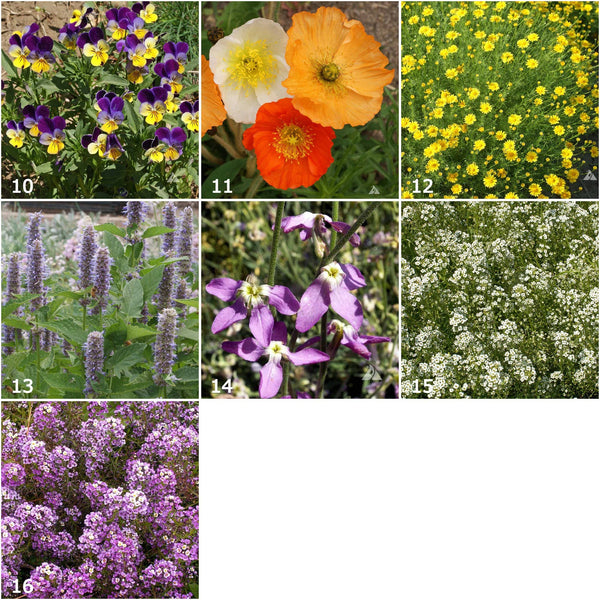 Scatter Garden | Fragrant Flower: Fragrant Flower - Lulu Bella Boutique