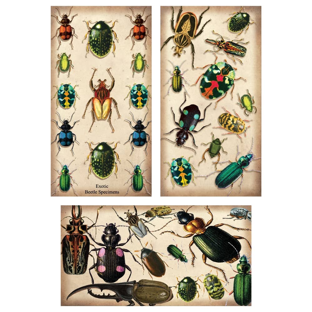 Specimen Beetles Large Matchboxes ANN401