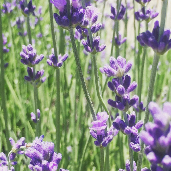bella lavender plant Garden Sprinkles