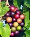 3oz Muscadine Buds - Lulu Bella Boutique