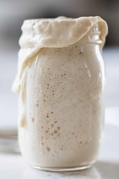 Organic, Non-GMO Sourdough Starter | Freeze Dried |  12gm
