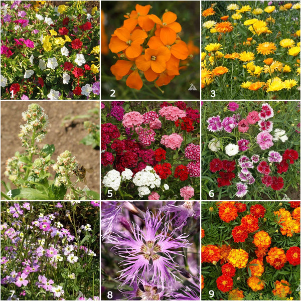 Scatter Garden | Fragrant Flower: Fragrant Flower - Lulu Bella Boutique